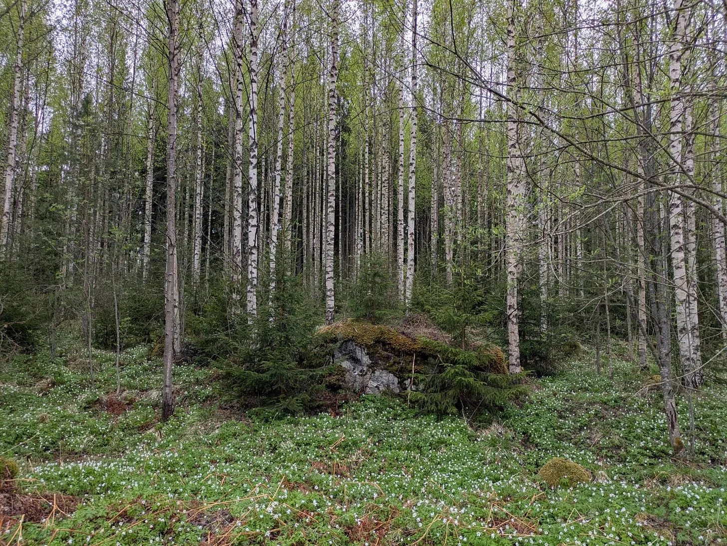 Bosque de bétulas e pinheiros, com o chão coberto de musgo.