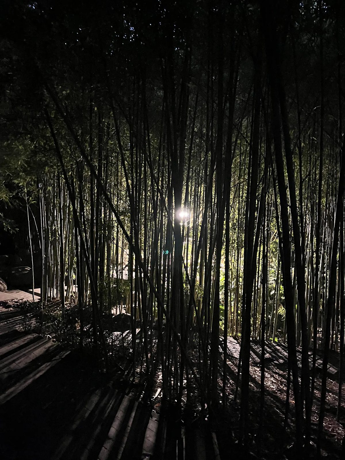 Bambus iluminados no jardim da Gulbenkian, à noite.